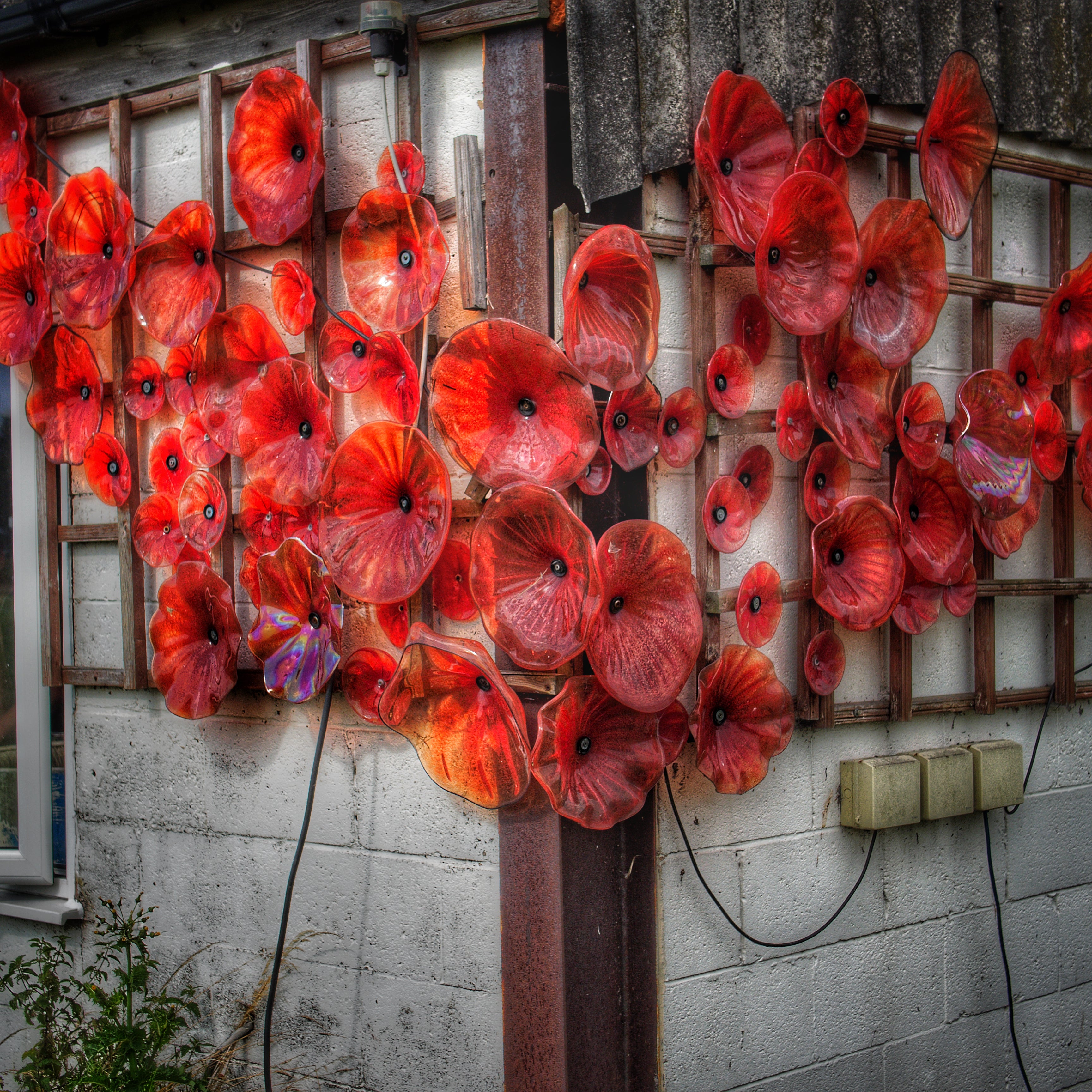 Glass poppies on exterior of Glasfrom Studio.
