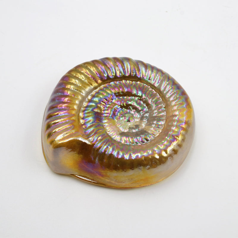 Glass Ammonite